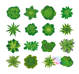 植物顶视图