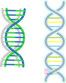 dna分子结构图