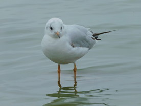 海鸥