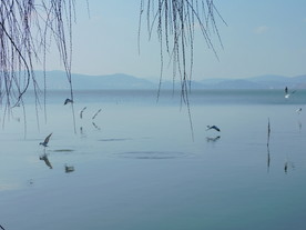 海鸥