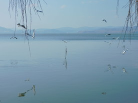 海鸥