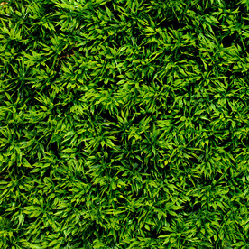 茶叶 树叶 草坪 小草