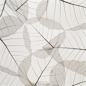 树叶纹理 装饰画