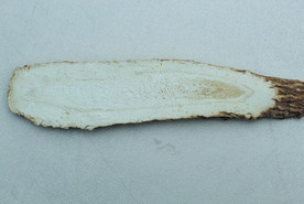 白芷   香料   食物原料