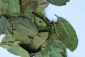 香叶   香料    食物原料