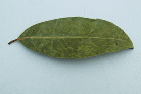 香叶   香料    食物原料