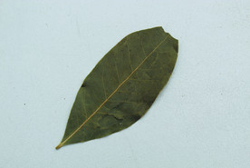 香叶   香料    食物原料