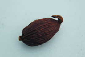 草果   香料  食物原料