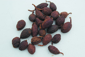 草果   香料  食物原料