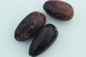 香果  香料  食物原料