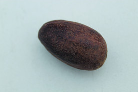 香果  香料  食物原料