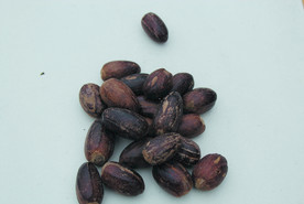 香果  香料  食物原料