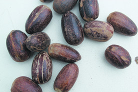 香果  香料  食物原料