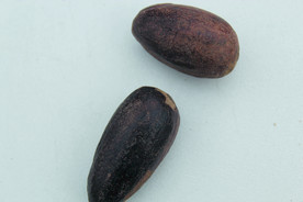 香果  香料  食物原料