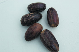 香果  香料  食物原料