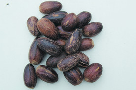 香果  香料  食物原料