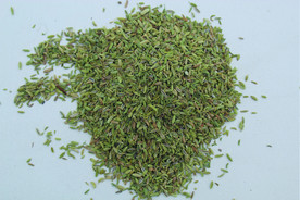 茴香   香料   食物原料