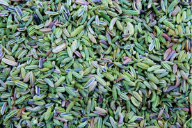 茴香   香料   食物原料