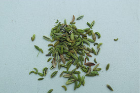 茴香   香料   食物原料