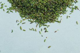 茴香   香料   食物原料