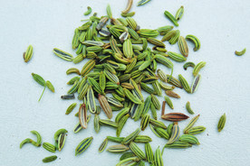 茴香   香料   食物原料