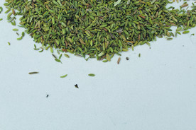 茴香   香料   食物原料