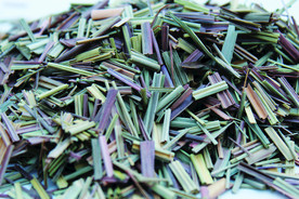 香草  香料  食物原料