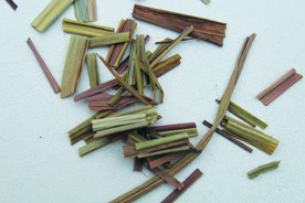 香草  香料  食物原料