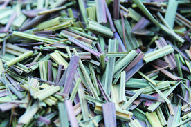 香草  香料  食物原料