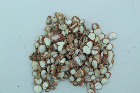 三奈    香料   食物原料