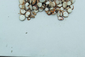 三奈    香料   食物原料