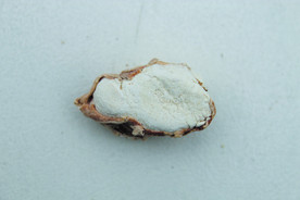 三奈    香料   食物原料