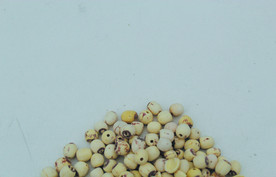 莲子       食品原料