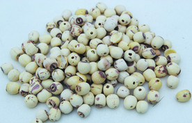 莲子       食品原料