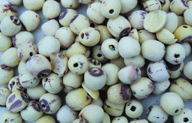 莲子       食品原料