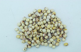 莲子       食品原料