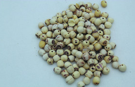 莲子       食品原料