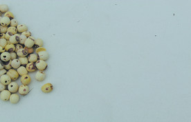 莲子       食品原料