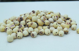 莲子    食品原料