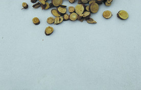 甘草    香料   食物原料