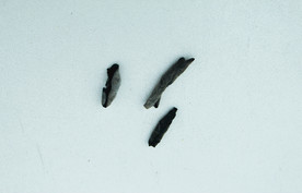 木耳   黑木耳   小木耳