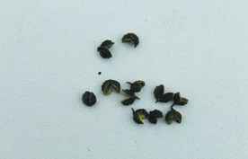 花椒   青花椒   干货