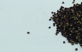 花椒   干花椒   香花椒