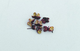 花椒   红花椒   干货