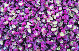 花椒   红花椒   干货