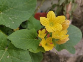 苦瓜花