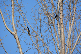 枝头喜鹊树枝蓝天