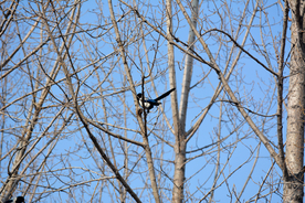 枝头喜鹊树枝蓝天