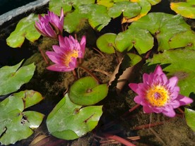 佛山禅城祖庙古典风景摄影粉莲花