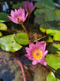 佛山禅城祖庙古典风景摄影粉莲花